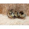 Golden Laced Cochin Standard - Baby Chicks