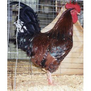 Cackle Hatchery Speckled Sussex Chicken