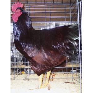 Cackle Hatchery Cherry Egger Chicken