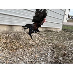 Cackle Hatchery Brown Leghorn Chicken