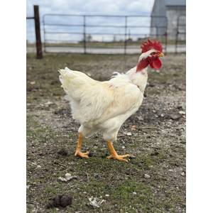 Cackle Hatchery Turken Chicken