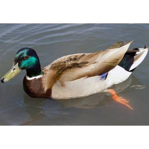 Cackle Hatchery Rouen Duck