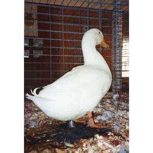 Cackle Hatchery White Pekin Duck