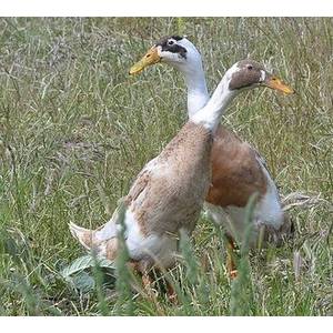 Cackle Hatchery Fawn and White Runner Duck - Not Sexed