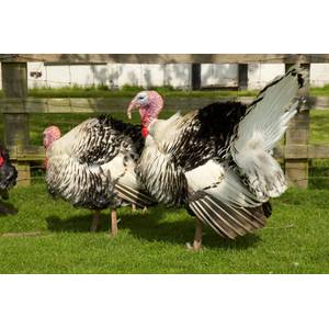 Cackle Hatchery Royal Palm Turkey - Not Sexed