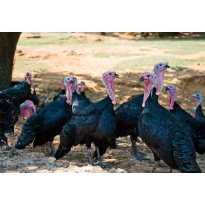 Cackle Hatchery Black Spanish Turkey - Not Sexed