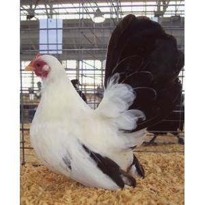 Cackle Hatchery Black Tailed White Japanese Bantam Chicken - Not