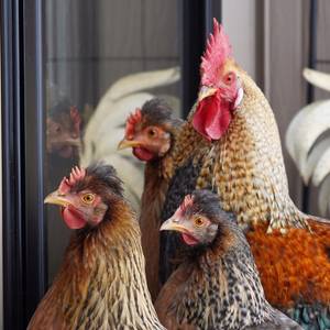 Cackle Hatchery Olive Egger Chicken