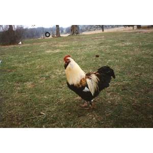 Cackle Hatchery Salmon Faverolle Chicken