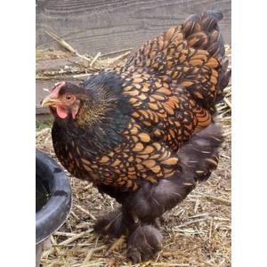 Golden Laced Cochin Standard - Baby Chicks