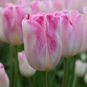 TULIPページ TULIP AND ROSE SIMPLICITY (MF-0030) - Mendham Flower Shop