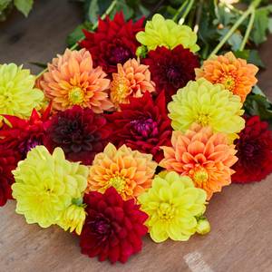 Longfield Gardens 3-Count Autumn Blaze Mix Dahlia