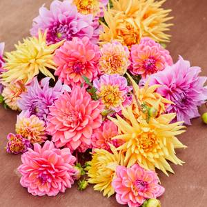 Longfield Gardens 3-Count Tropical Dawn Mix Dahlia