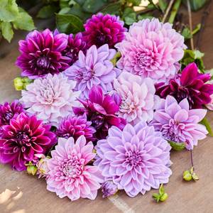 Longfield Gardens 3-Count Berry Jazz Mix Dahlia