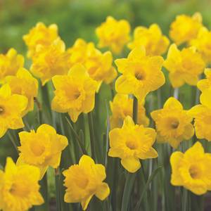 Longfield Gardens Daffodils, 100 count