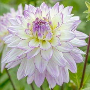 クラッシュ9 Lo DAHLIA drt クラッシュ9 low（DRT】 クラッシュ9 Low ダリア DRT KLASH