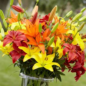 Lilium Montanum & Digitalis flower リトグラフ Longfield Gardens Lilium Sunset Mix - 32200626 | Blain's Farm & Fleet