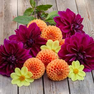 Longfield Gardens 3-Count Dahlia Sunlit Jewel Mix - 32200631