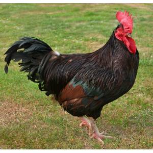 Cackle Hatchery Rhode Island Red Chicken