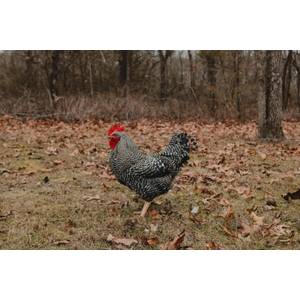 Cackle Hatchery Black Sex Link Chicken