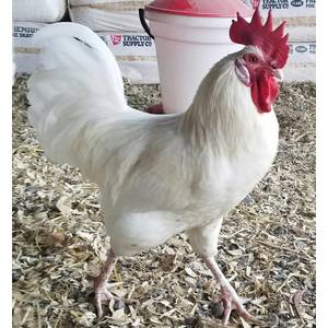 silver laced brahma cross, cockerel, still very young and c…