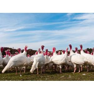 Cackle Hatchery Broad Breasted White Turkey - Not Sexed