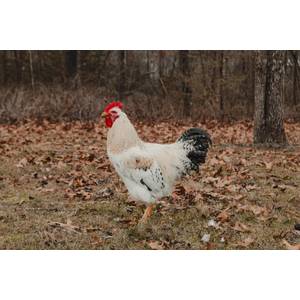 Cackle Hatchery Red Sex Link Chicken