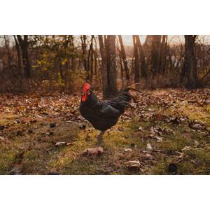 Cackle Hatchery Black Australorp Chicken