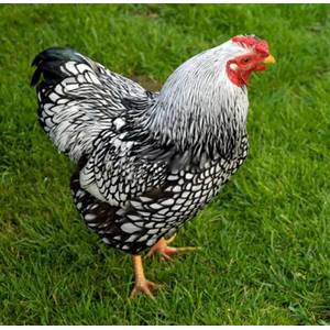 Cackle Hatchery Black Laced Silver Wyandotte Chicken