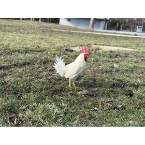 Cackle Hatchery White Leghorn Chicken