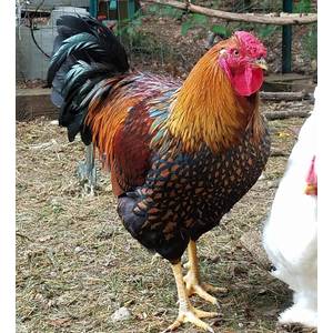 Cackle Hatchery Black Laced Golden Wyandotte Chicken