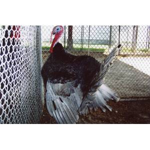 Cackle Hatchery Blue Slate Turkey - Not Sexed