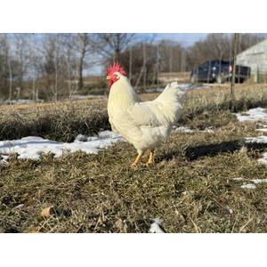 Cackle Hatchery White Rock Chicken