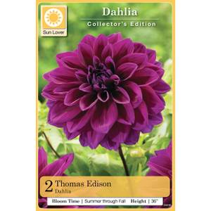 Longfield Gardens 2/ct Thomas Edison Dahlia Bulb