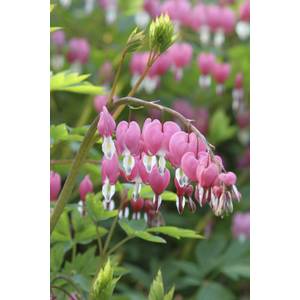 Longfield Gardens Bleeding Heart (Dicentra Spectablis)
