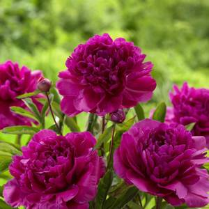 Longfield Gardens Karl Rosenfeld Peony
