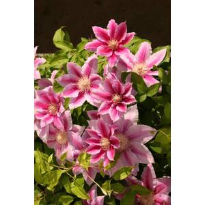 Longfield Gardens Clematis Fire Works