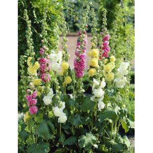 Longfield Gardens Mixed Alcea