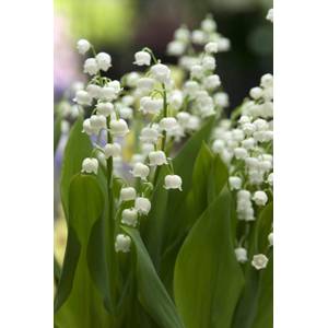 Longfield Gardens Convallaria Lily of the Valley