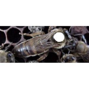 Harvest Lane Carniolan Queen Bee