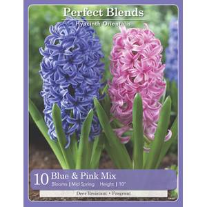 Longfield Gardens 10 Count Hyacinth Blue and Pink Mix