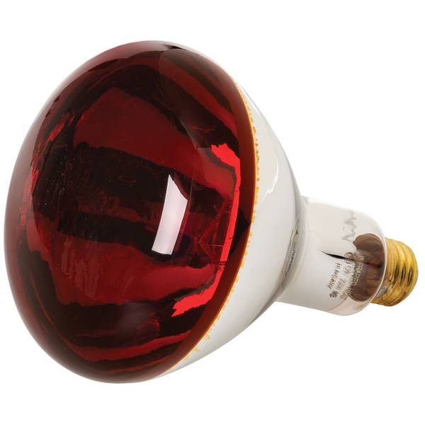 Ge 250 Watt R40 Red Heat Lamp Bulb, Are Red Heat Lamps Safe For Dogs