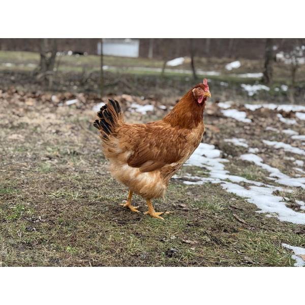 Cackle Hatchery New Hampshire Pullet Chicken (Female) 120F Blain's Farm & Fleet
