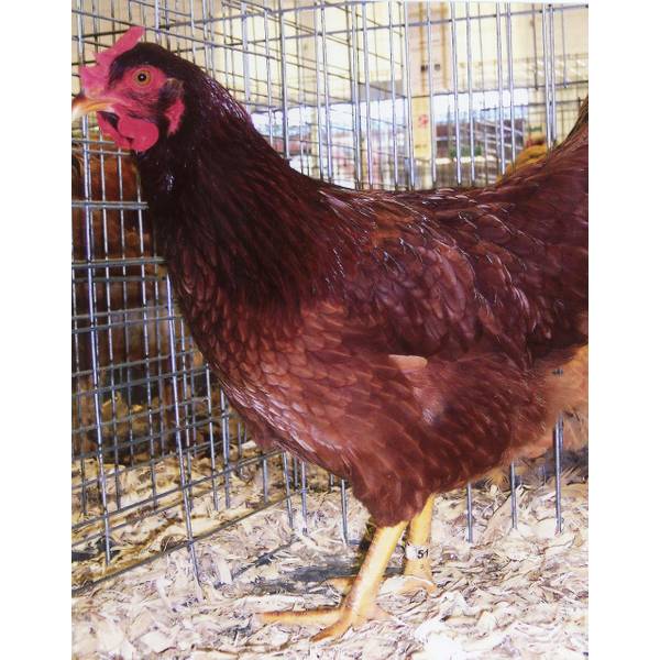 Cackle Hatchery Cherry Egger Pullet Chicken (Female) 110F Blain's