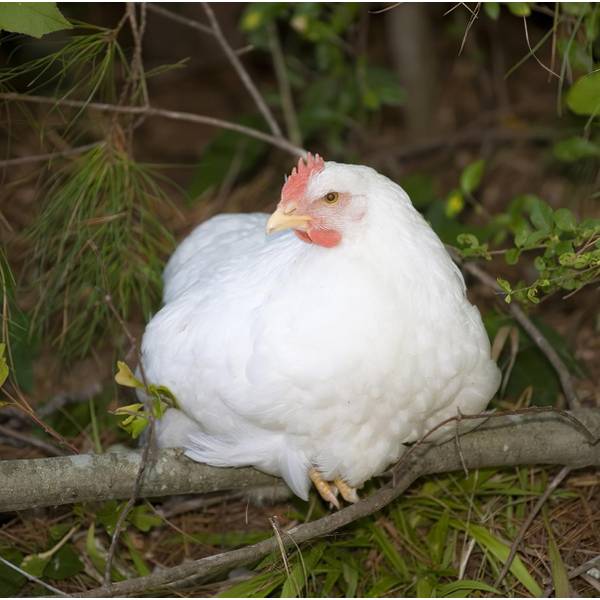 Road Island White Chickens