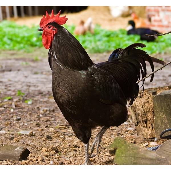 black jersey giant chickens for sale