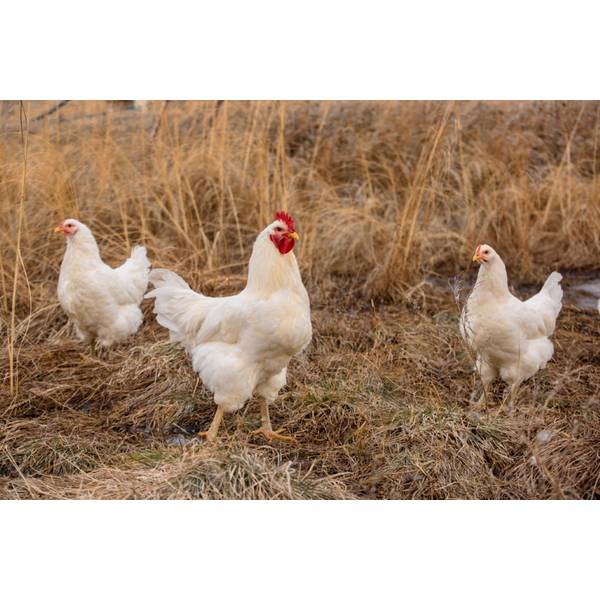 Cackle Hatchery White Jersey Giant Chicken Straight Run (Male and Female) 123S Blain's
