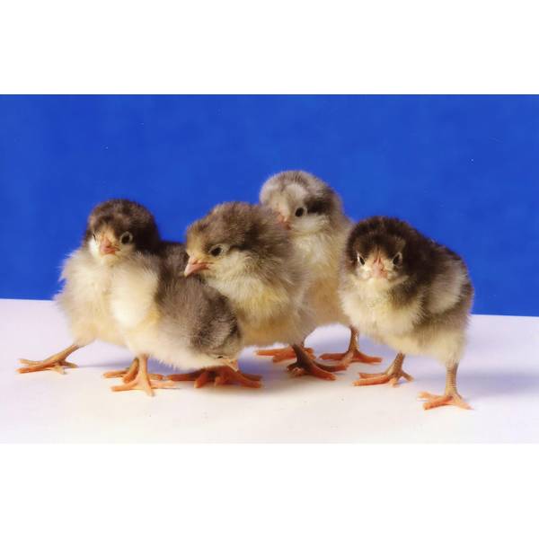 White Jersey Giant Chicks - Valley Hatchery