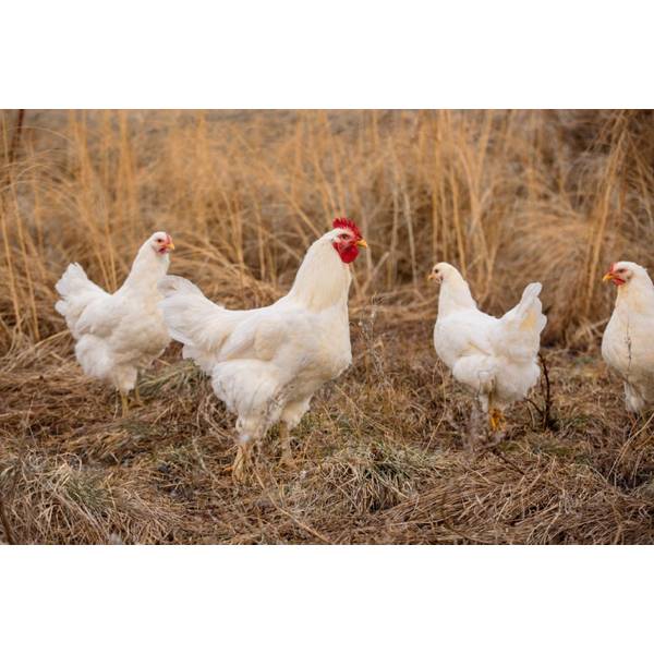 White Jersey Giant Chickens - Baby Chicks for Sale