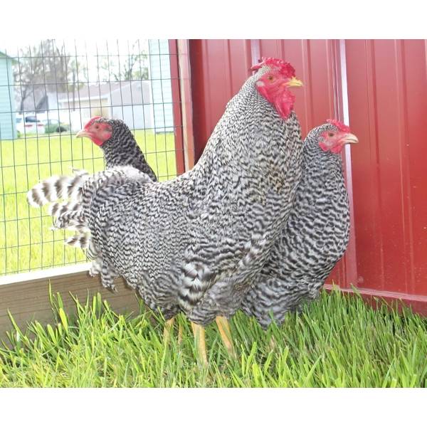 Chicken Swing and Poultry Supplies | Cackle Hatchery 